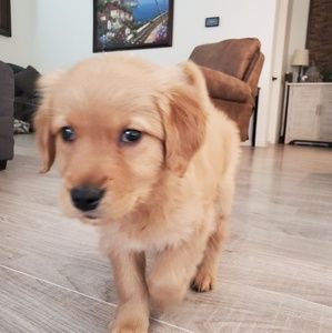 Meet your Posher, Bobby